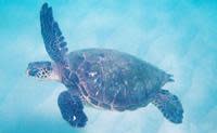 Sea turtle at the beach