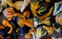 Assorted gords at the Athens Pumpkin Patch