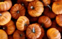 Multiple miniature pumpkins at an Athens pumpkin patch