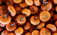 Athens GA Pumpkins