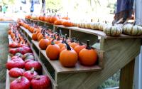 Line of Pumpkins at an Athens Pumpkin Patch