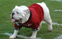 Uga X, Que on the field