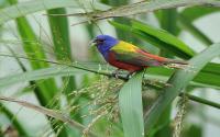 Painted Bunting bird in a bush