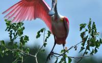 You Who waves Roseate Spoonbill