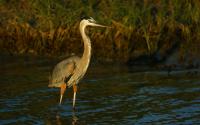 Migratory bird on Texas Gulf Coast