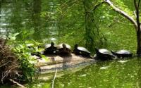 Turtles In the Sun