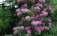 Catawba rhododendron in Daniel Boone Native Gardens