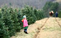 Brown's Choose and Cut Christmas Tree Farm | Boone, NC