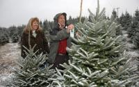 Choose & Cut the Perfect Christmas Tree | Boone, NC