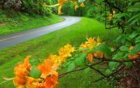 Flame Azalea | Blue Ridge Parkway near Boone