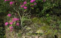 Rhododendron clings to a rock