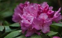 Catawba Rhododendron cluster