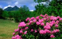 Rhododendron on MacRae Meadows