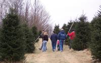 Christmas Tree Hunting is Fun for the Whole Family | Boone, NC