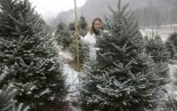 Tree Hunting is Fun in the Snow | Boone, NC