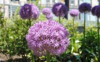 Organic landscapes on the Greenway (Alliums are a signature bloom)