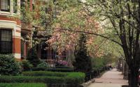 Marlborough Street- Magnolia Trees