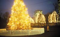 Christmas Tree- Boston Common