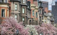 Boston Blooms - Commonwealth Avenue