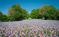 American flags displayed in the Common on Memorial Day weekend