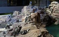 African Penguins at the New England Aquarium