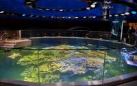 Giant Ocean Tank at the New England Aquarium