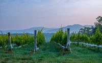 Vineyard View