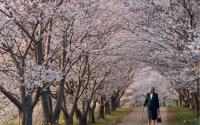 Dogwood Trees