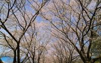 Springtime Country Road