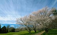Spring Trees