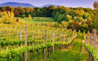 Autumn Vineyard
