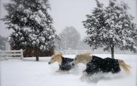 Horses in the Snow