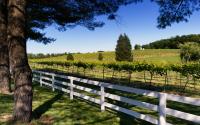 Albemarle Vineyard