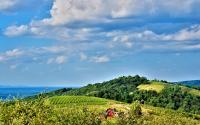 Carter Mountain Orchard