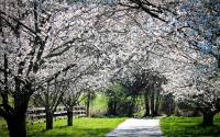 Trees in Bloom