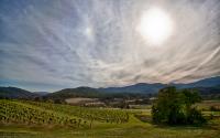 Pippin Hill Vineyard