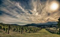 Pippin Hill Vineyard