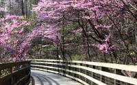 Saunders Monticello Trail