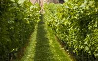 Barboursville Vineyard