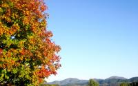Albemarle Vineyard