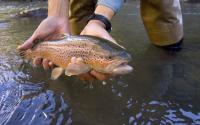 Panguitch Fly Fishing