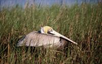 Brown Pelican