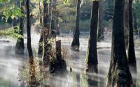 Cypress Swamp