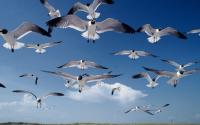 Seagulls