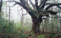 Log Town Oak