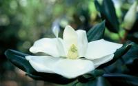 Magnolia Blossom