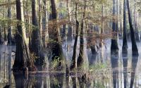 Pascagoula River Swamp
