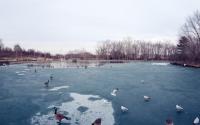Ducks