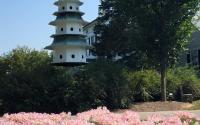 Flowers & Building