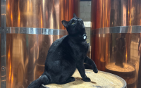 Black cat standing on a barrel